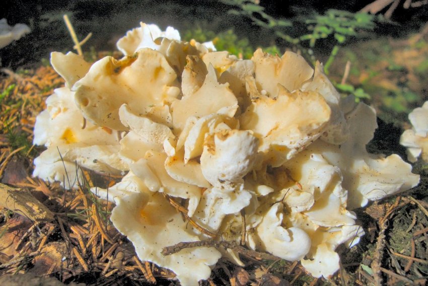 Conferma per Osteina obducta-Trentino